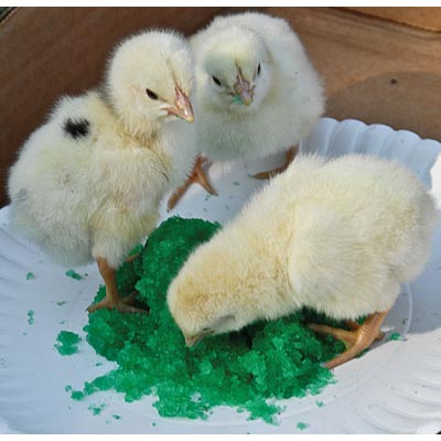 GroGel Plus with DPP Poultry Hatchling Supplement - MCHG1 - 100 dose - 2