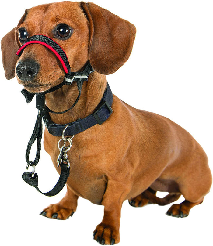 Halti OptiFit Headcollar - TCAAI - Small - 6