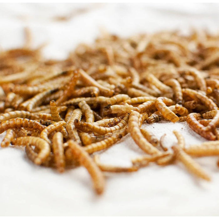 Happy Hen Treats MealWorm Frenzy for Chickens - 002DUV-089-17003 - 30 oz - 2