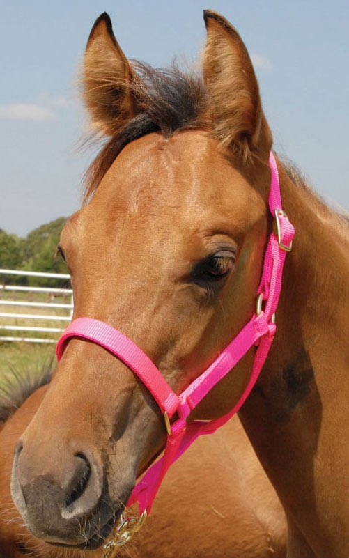 Jeffers Nylon Foal & Pony Halter - SSD7 - Pony - Up to 300 lbs - Hot Pink - 1