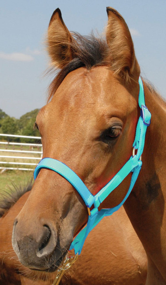 Jeffers Nylon Foal & Pony Halter - SSD8 - Pony - Up to 300 lbs - Turquoise - 2