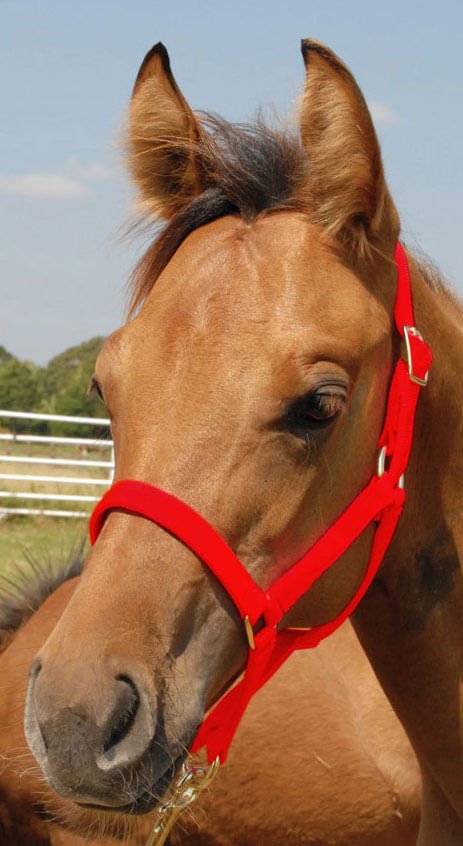 Jeffers Nylon Foal & Pony Halter - SSD9 - Pony - Up to 300 lbs - Red - 3