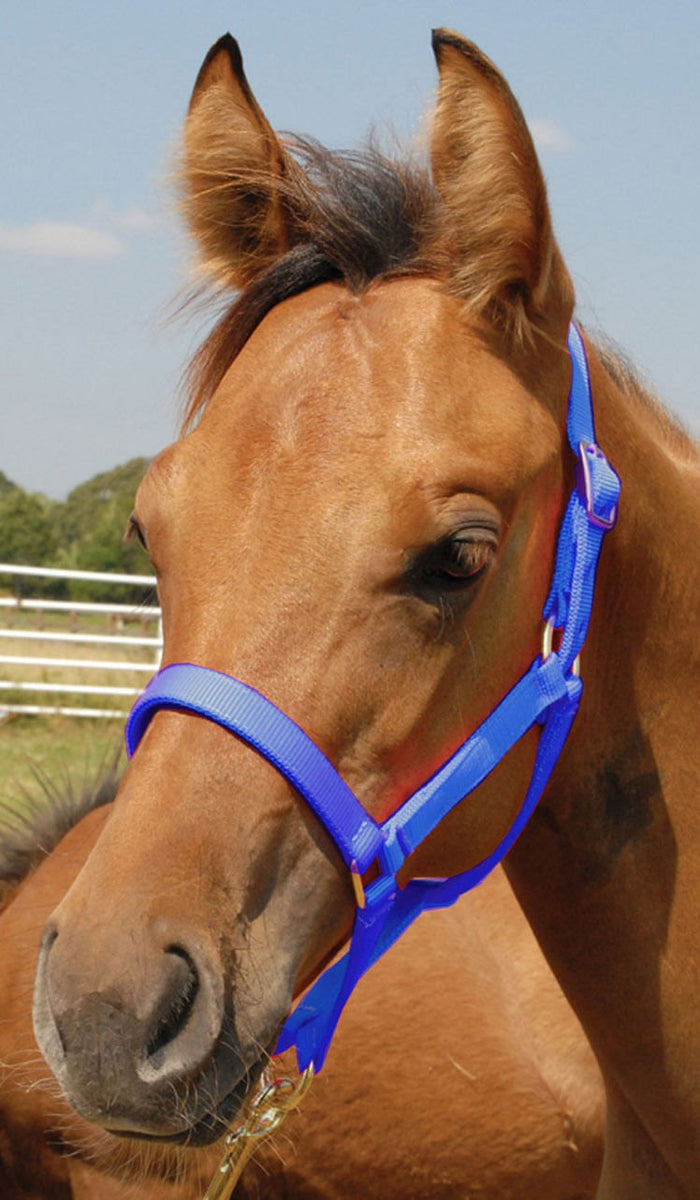Jeffers Nylon Foal & Pony Halter - SSDA - Pony - Up to 300 lbs - Royal Blue - 4