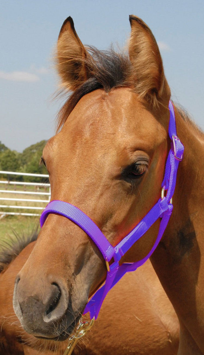 Jeffers Nylon Foal & Pony Halter - SSDE - Pony - Up to 300 lbs - Purple - 5