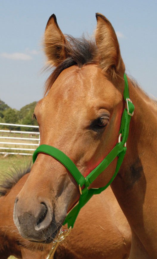 Jeffers Nylon Foal & Pony Halter - SSDF - Pony - Up to 300 lbs - Green - 6