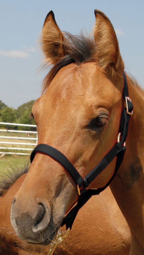 Jeffers Nylon Foal & Pony Halter - SSDB - Pony - Up to 300 lbs - Black - 7