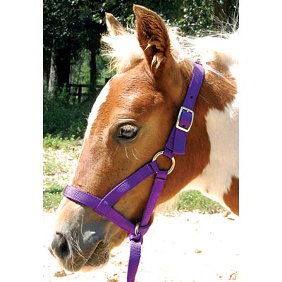 Jeffers Nylon "Grow With Me" Weanling Horse Halter, 3/4"W - SSGU - Red - 1