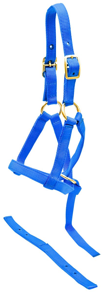 Jeffers Nylon "Grow With Me" Weanling Horse Halter, 3/4"W - SSGW - Royal Blue - 3
