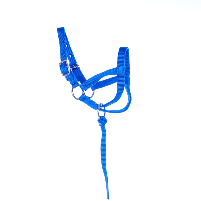 Jeffers Nylon Llama Halter with Catch Strap - SSLB - Adult - Royal Blue - 3