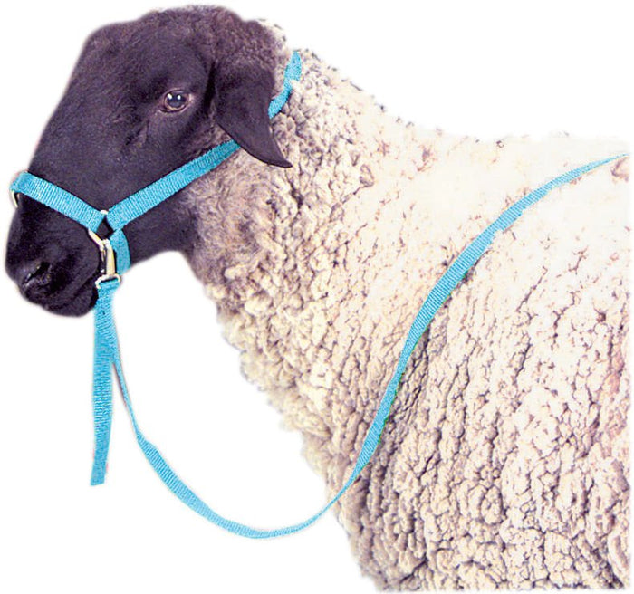 Jeffers Nylon Sheep Halter & Lead Set, 3/4" x 6' Lead - SSE2 - Royal Blue - 1