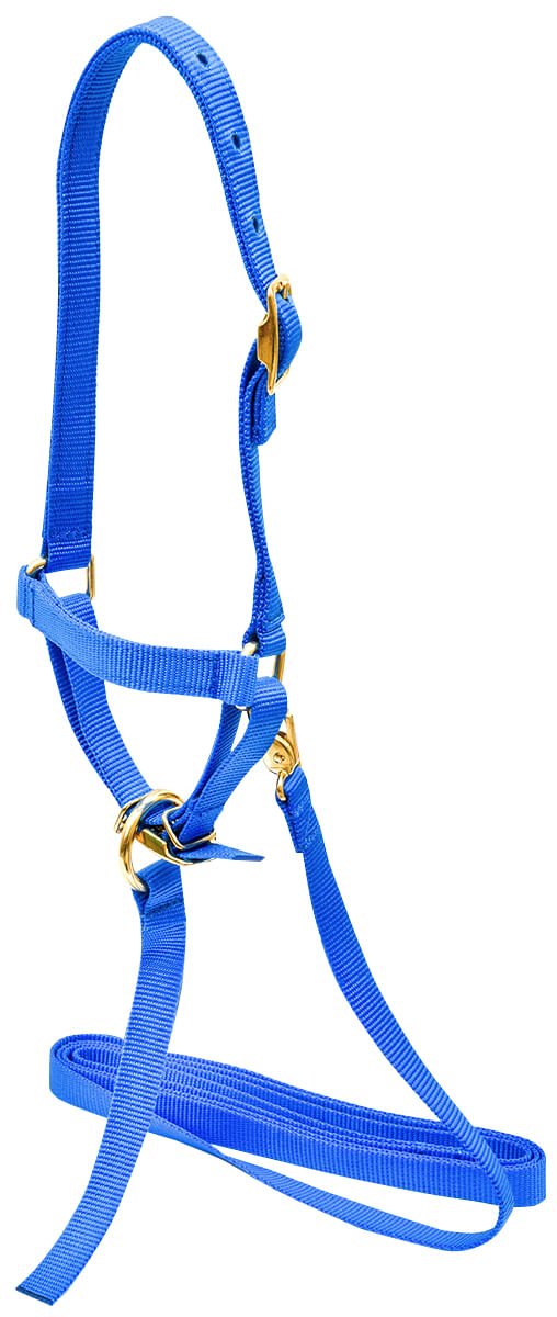 Jeffers Nylon Sheep Halter & Lead Set, 3/4" x 6' Lead - SSE2 - Royal Blue - 2