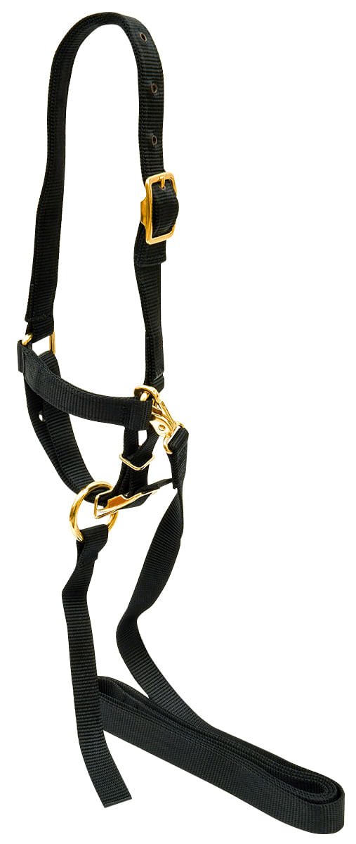 Jeffers Nylon Sheep Halter & Lead Set, 3/4" x 6' Lead - SSE4 - Black - 3