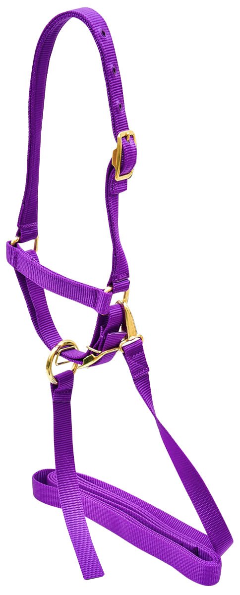 Jeffers Nylon Sheep Halter & Lead Set, 3/4" x 6' Lead - SSE7 - Purple - 6