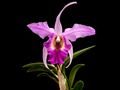 Laeliocattleya Interceps 'shuk' (rec.) Ecuagenera USA Corp