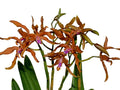Laeliocattleya Ross Otto Ecuagenera USA Corp
