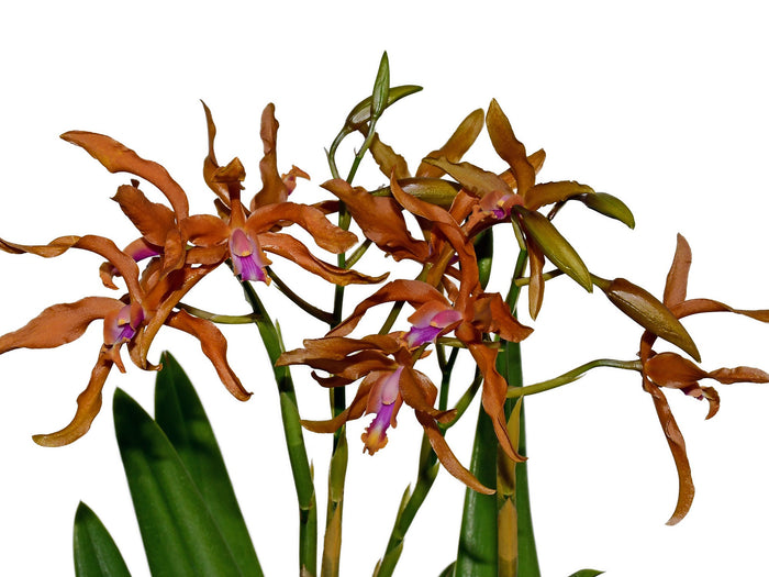 Laeliocattleya Ross Otto Ecuagenera USA Corp