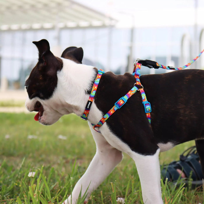 Li'l Pals Adjustable Patterned Dog Collar - C21B2 - Bright Tie Dye - Petite X - Small - 3/8" x 6" - 8" - 4
