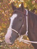 Mustang Breaking Hackamore Bridle, Nylon - 121HR - 1