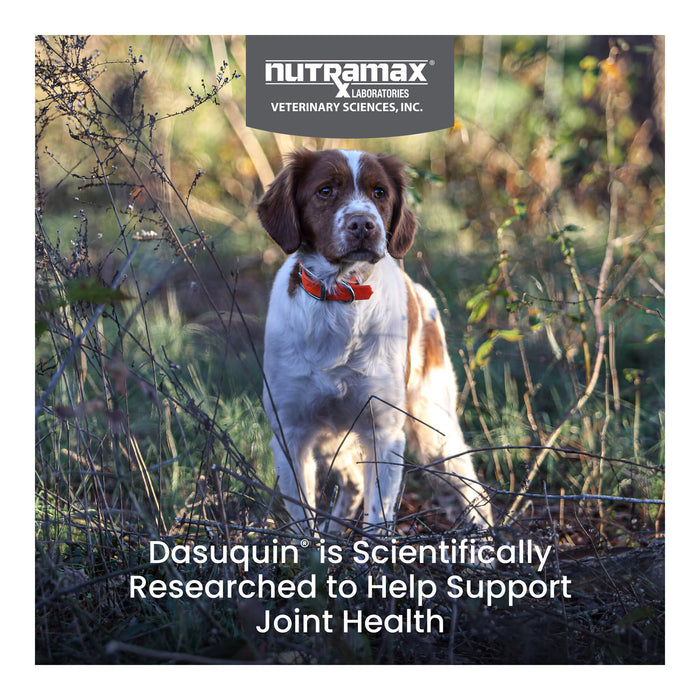 Nutramax Dasuquin for Dogs, Joint Health Supplement, Glucosamine, Chondroitin, ASU, MSM and More, Supports Healthy Joints, Soft Chews - 2FAF-2 - Large - Over 60 lbs - 2 pk (150 ct) - 8