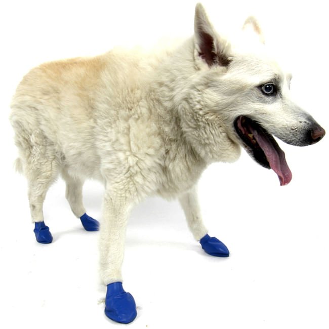 PawZ Waterproof Dog Boots – Disposable, Reusable, Non - Slip Paw Protectors, 12 Pack - PDBAJ - X - Small (2" L) - Black - 7