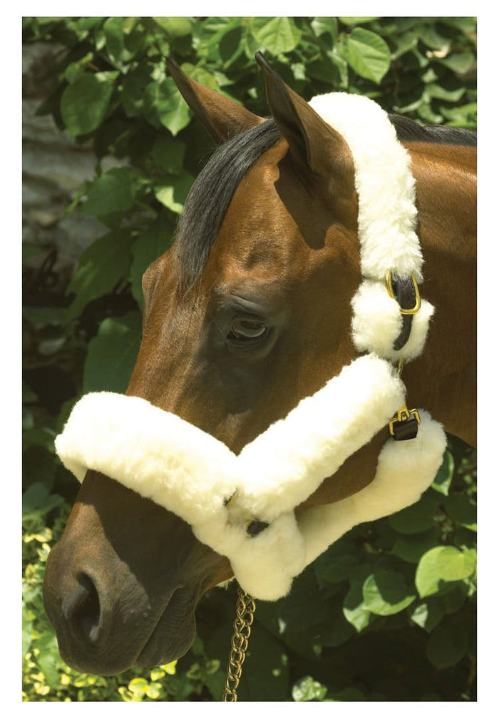Perri's Genuine Sheepskin Shipping Halter, Havana/Natural - DYMQ - Pony - 4