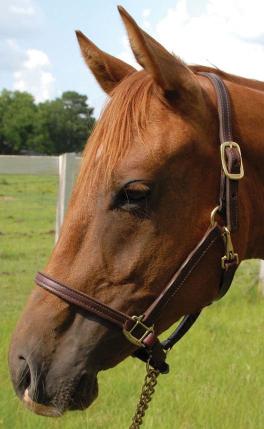 Perri's Leather Horse Halter and Lead - DYA4 - Lead - 1" Lead - Brown - 4