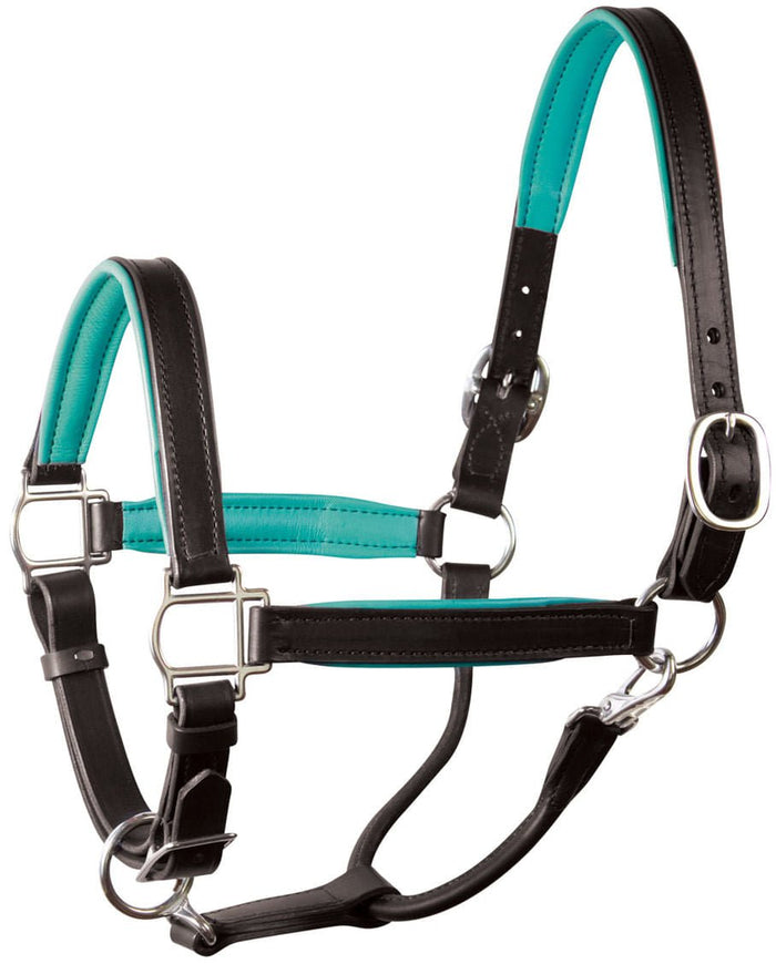 Perri's Soft Padded Leather Halter, Black/Turquoise - DYKB - Cob - 1