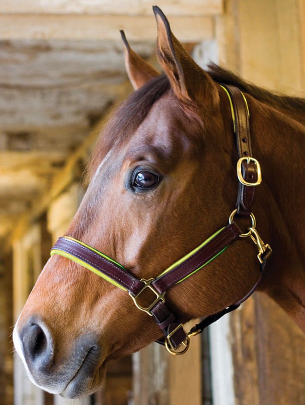 Perri's Soft Padded Leather Halter, Black/Turquoise - DYKB - Cob - 2