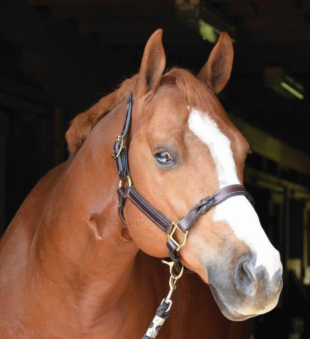 Perri's Twisted Leather Halter - DYAAB - Havana - Cob - 2