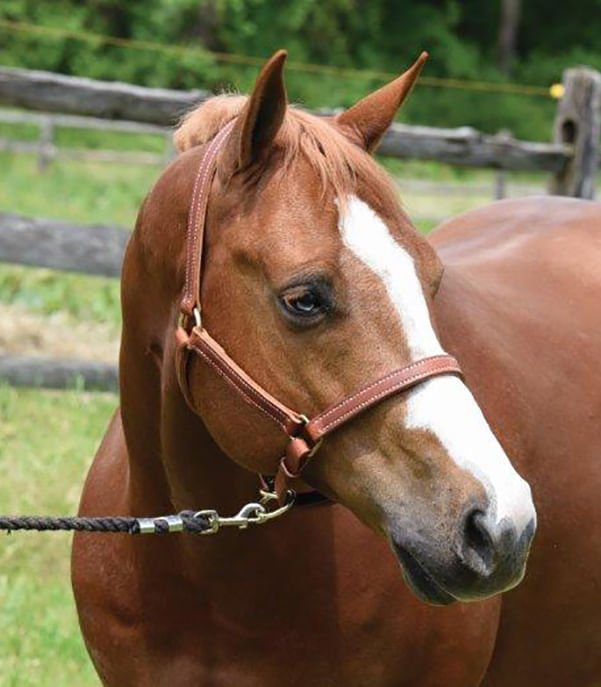 Perri's Value Leather Horse Halter, Chestnut - DYAAI - Cob - 1