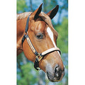 Personalized Nylon Halter, Standard (800 - 1100 lb) by Supreme Western - S8T2 - Black - 1