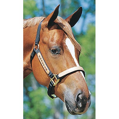 Personalized Nylon Halter, Standard (800 - 1100 lb) by Supreme Western - S8T2 - Black - 1