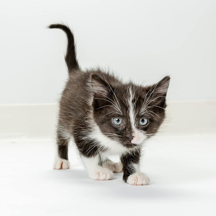 KMR Kitten Milk Replacer - B7K2 - 11 oz - Liquid - 6