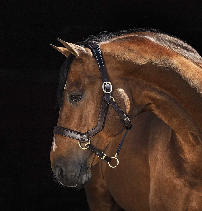 Rambo Micklem Leather Pony & Horse Halter – Anatomical Comfort Fit, Adjustable & Safe - FOZZ - Brown - Pony - 1
