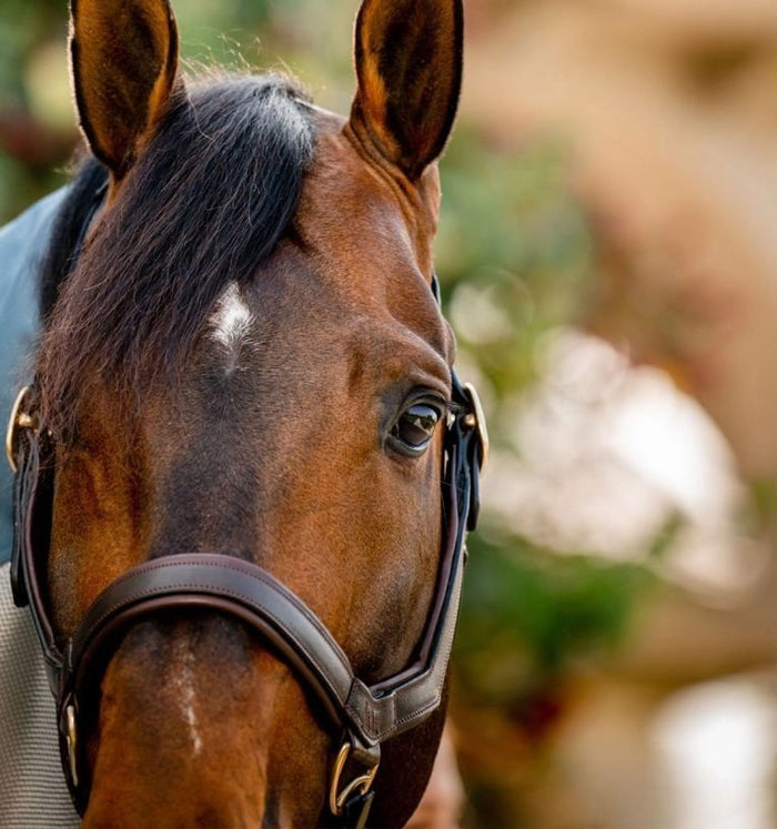 Rambo Micklem Leather Pony & Horse Halter – Anatomical Comfort Fit, Adjustable & Safe - FOZZ - Brown - Pony - 3