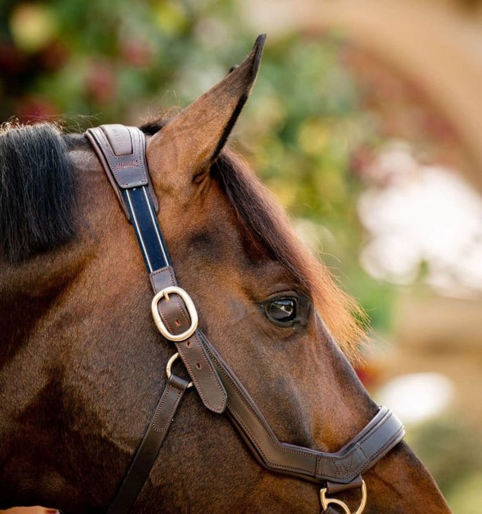 Rambo Micklem Leather Pony & Horse Halter – Anatomical Comfort Fit, Adjustable & Safe - FOZZ - Brown - Pony - 4