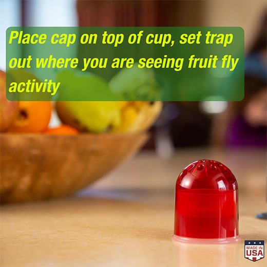 RESCUE! Fruit Fly Trap, 2 pk & Refills – Non - Toxic Reusable Indoor Fly Catcher with Refill Attractant (Safe Around Food) - SEY6 - Fruit Fly Trap (2 pk) - 5