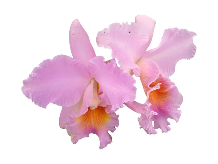 Rhyncholaeliocattleya Apopka x Slc. Misty Girl Autumn Symphony 4385 Ecuagenera USA Corp