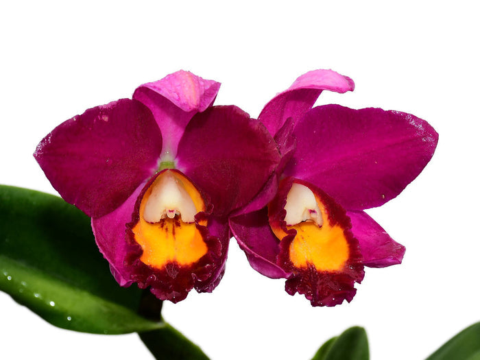 Rhyncholaeliocattleya Hawaiian Prominence America Ecuagenera USA Corp