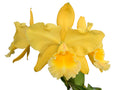 Rhyncholaeliocattleya Memoria Hazel Glover Ecuagenera USA Corp