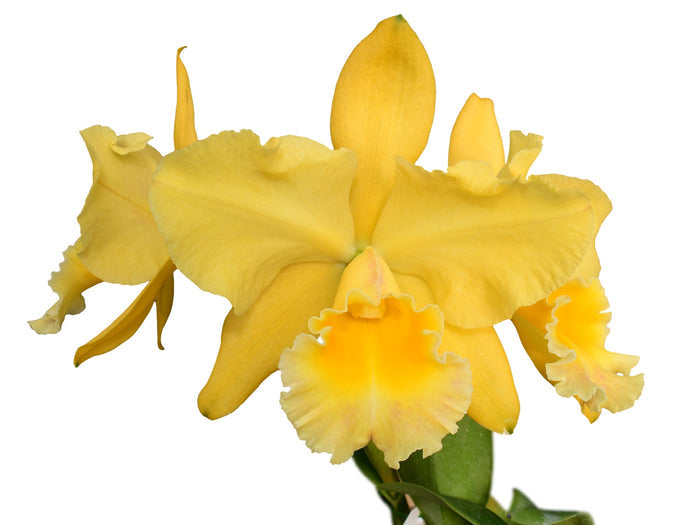 Rhyncholaeliocattleya Memoria Hazel Glover Ecuagenera USA Corp