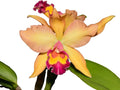 Rhyncholaeliocattleya Nikole Portilla Ecuagenera USA Corp