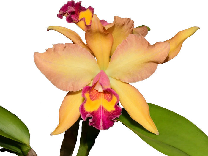 Rhyncholaeliocattleya Nikole Portilla Ecuagenera USA Corp