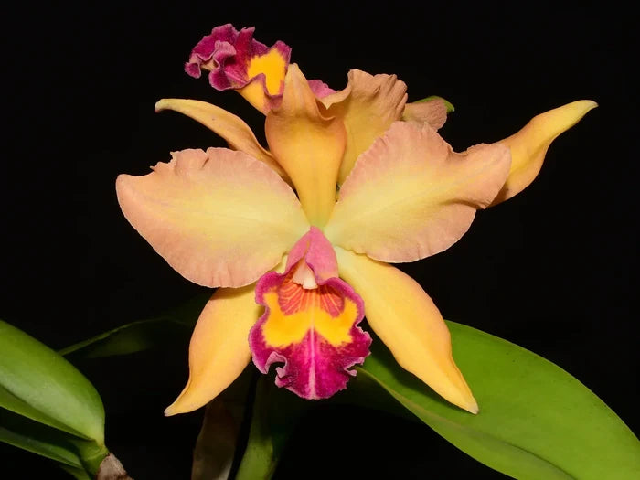 Rhyncholaeliocattleya Nikole Portilla Ecuagenera USA Corp