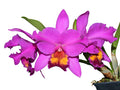 Rhyncholaeliocattleya Rocio Vazquez Ecuagenera USA Corp