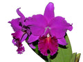 Rhyncholaeliocattleya Shunguito Ecuagenera USA Corp