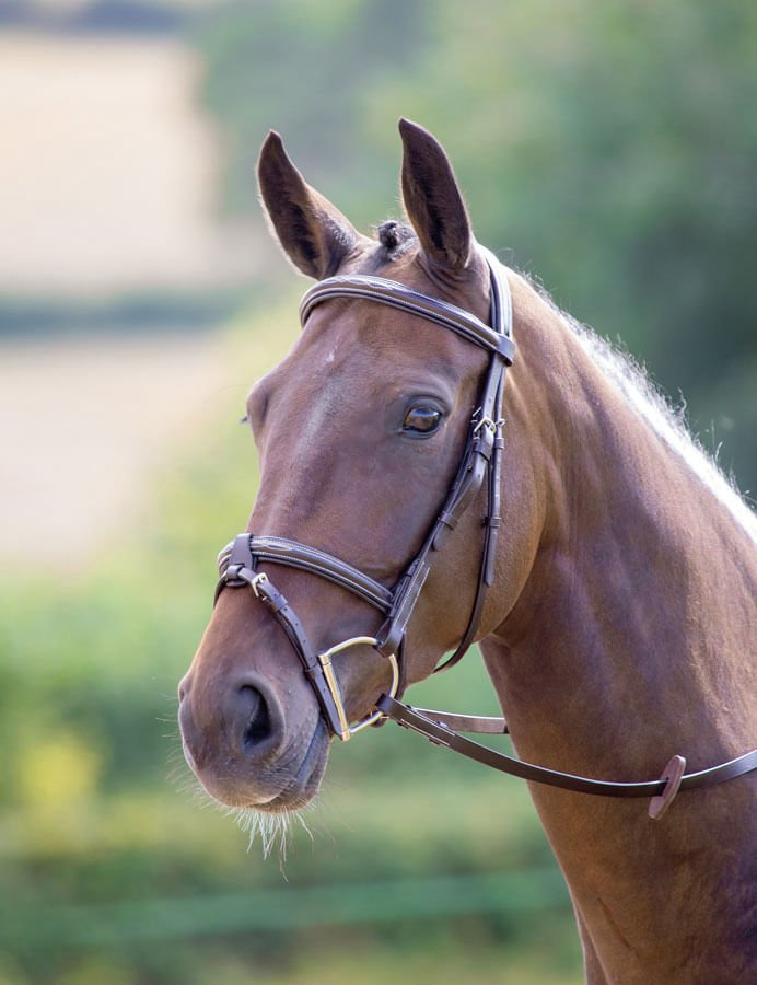 Shires Avignon Portland Bridle, Havana - SEP1CH - Cob - 3