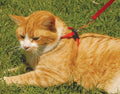 Size Right! Adjustable Cat Harness - C2A8 - Red - 1