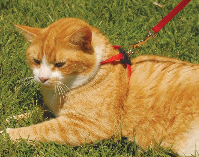 Size Right! Adjustable Cat Harness - C2A8 - Red - 1