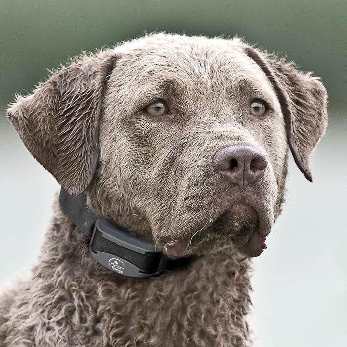 SportDOG Brand FieldTrainer 425XS Remote Trainer - RPF4 - Add - On Receiver/Collar for FieldTrainer 425S - 2